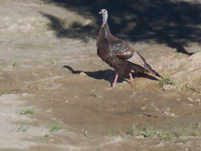 Turkey in the wild