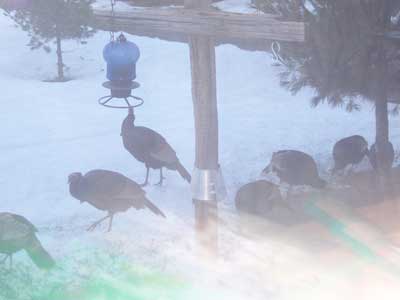 Turkeys